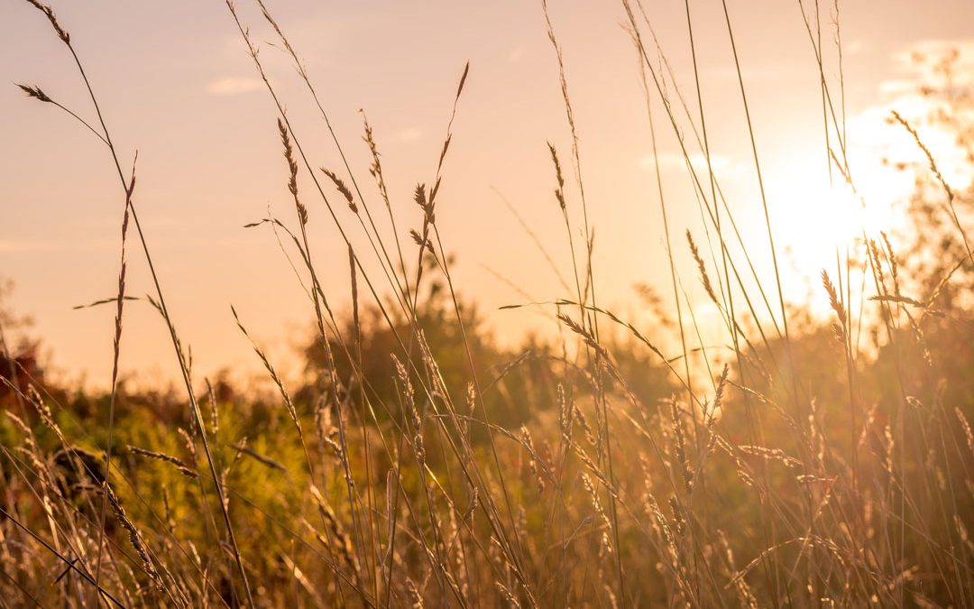 Effarouchement pour assurer les récoltes