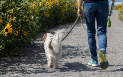 Partageons l’espace public avec nos amis les chiens