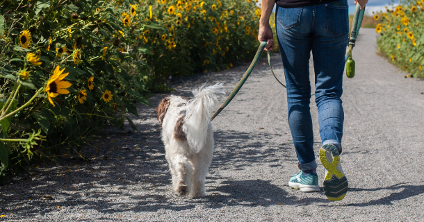 Partageons l’espace public avec nos amis les chiens