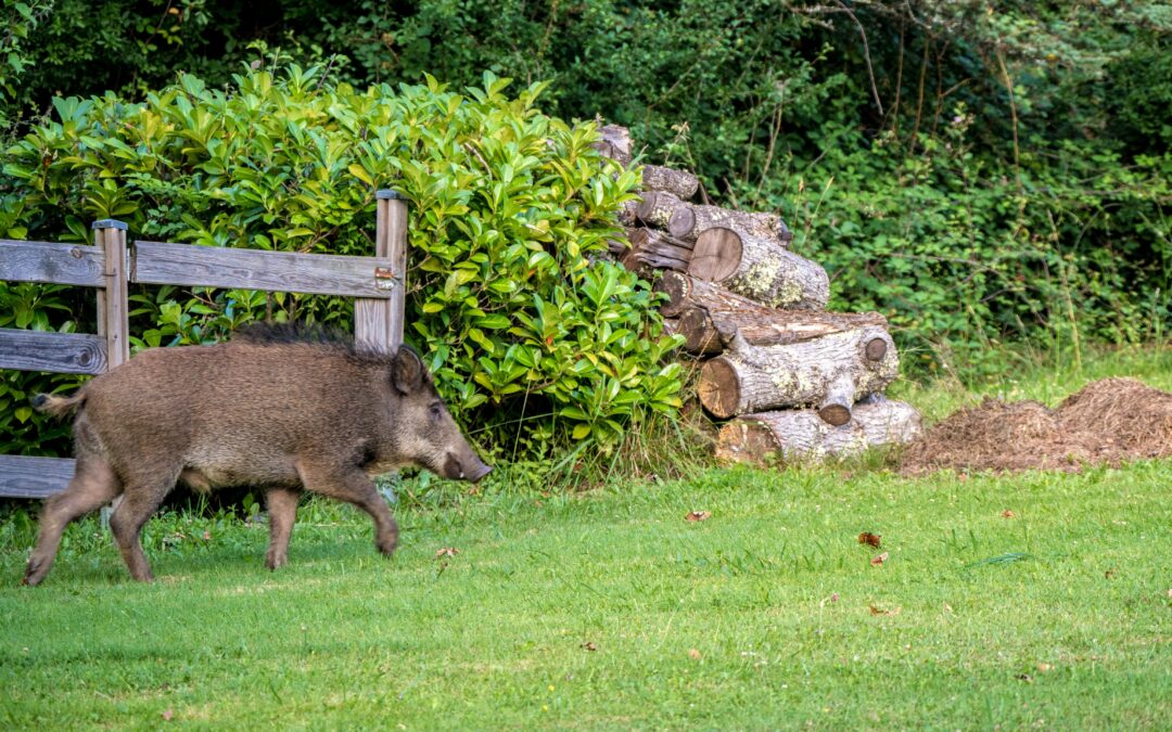 Sangliers, par ici la sortie…