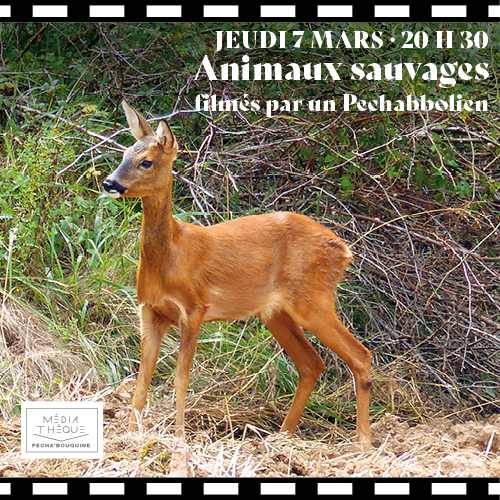 Film animaux sauvage site
