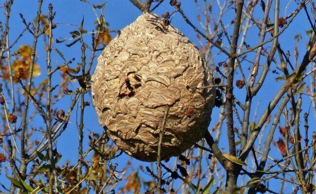 Nid de frelons asiatiques