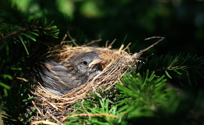 Taille des haies, les oiseaux font leurs nids…