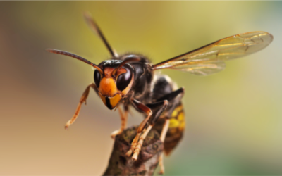 C’est le moment de piéger les reines frelons asiatiques !