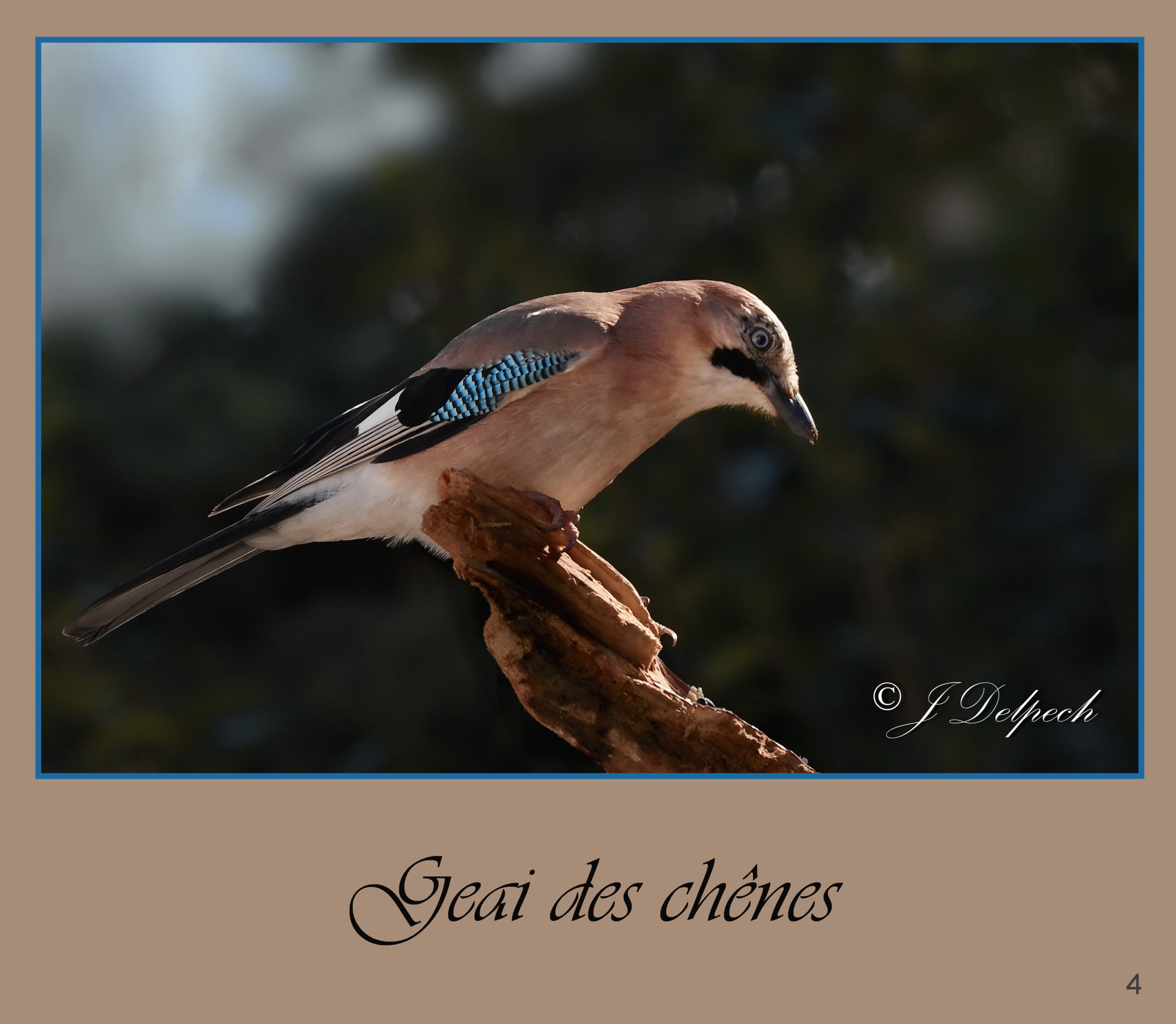 Les oiseaux de Pechabou, le geais des chênes @ Jacques Delpech