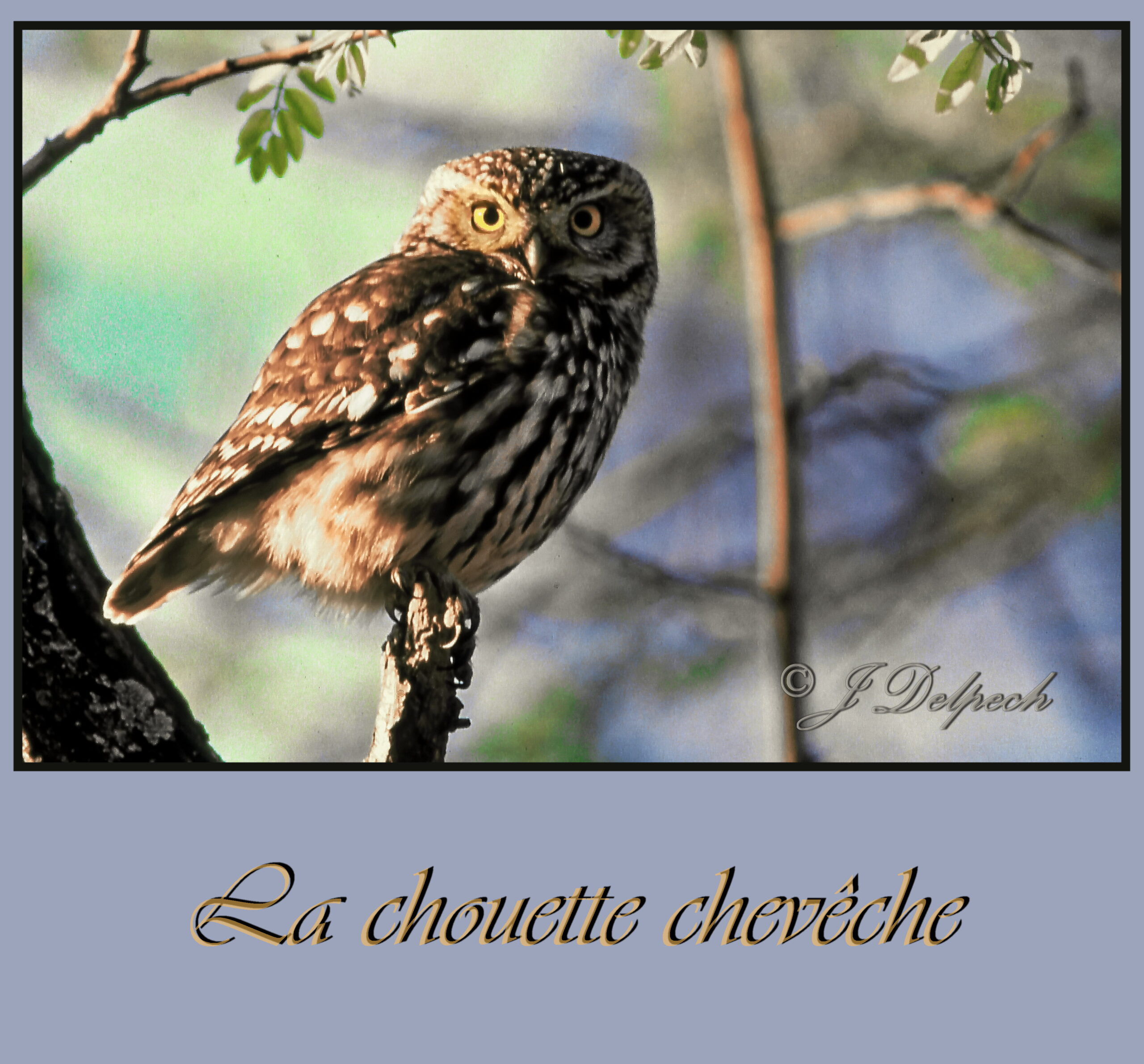 Les oiseaux de Pechabou, Chouette chevêche @ Jacques Delpech