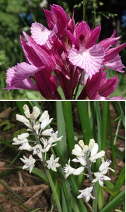 Orchis papillon et jacinthe de Rome