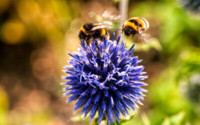 À la découverte des pollinisateurs