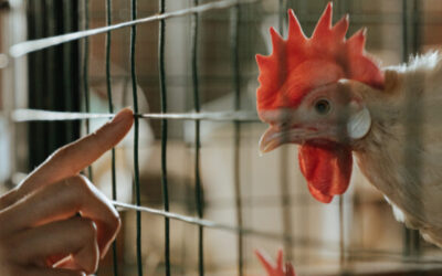 Influenza aviaire hautement pathogène : le niveau de risque passe a « élevé » sur tout le territoire