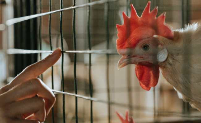Influenza aviaire hautement pathogène : le niveau de risque passe a « élevé » sur tout le territoire