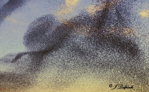 étuorneau murmuration