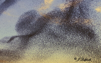 Les oiseaux pechabboliens S1-E8, l’étourneau sansonnet