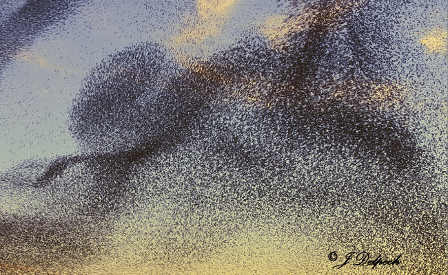 étuorneau murmuration
