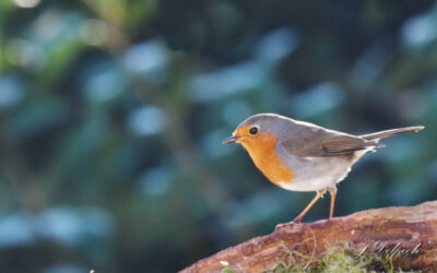 Les oiseaux pechabboliens S2-E1, Jojo le rigolo