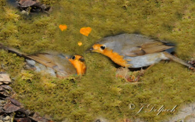 Les oiseaux pechabboliens S2-E2 Jojo et Mimi