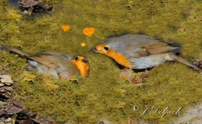 Les oiseaux pechabboliens S2-E2 Jojo et Mimi