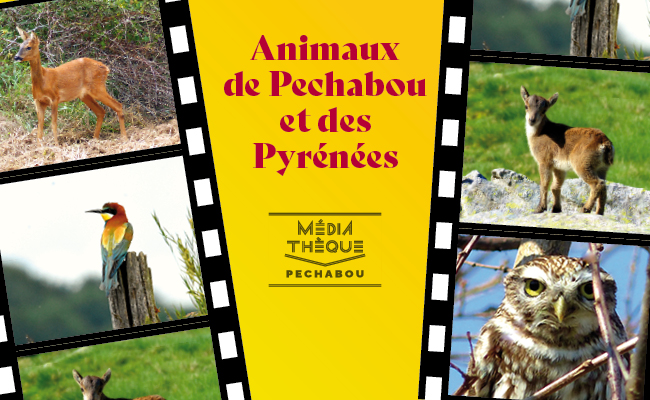 Film animaux sauvage 2026