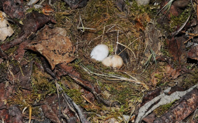 Les oiseaux pechabboliens S2-E3 Jojo, Mimi et Lattouff