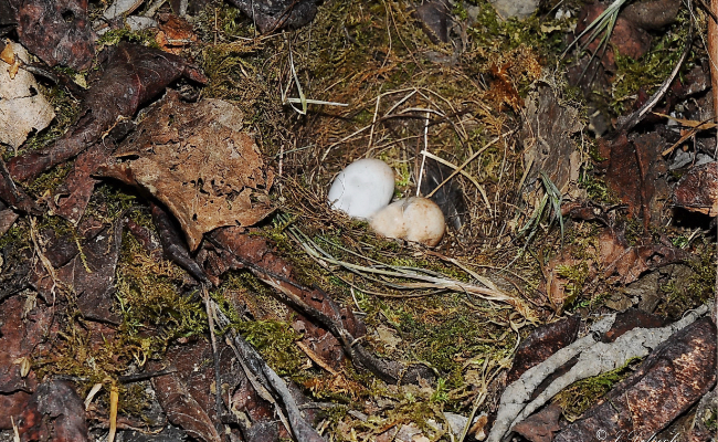 Les oiseaux pechabboliens, Jacques Delpech