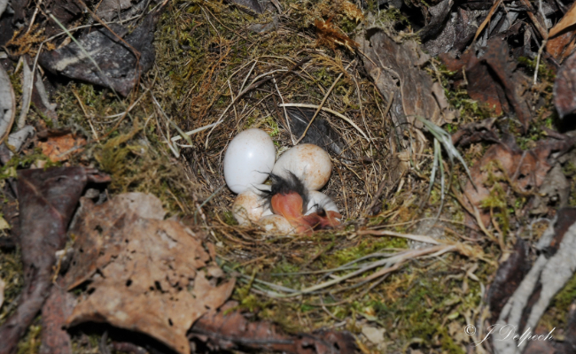 Les oiseaux pechabboliens, Jacques Delpech