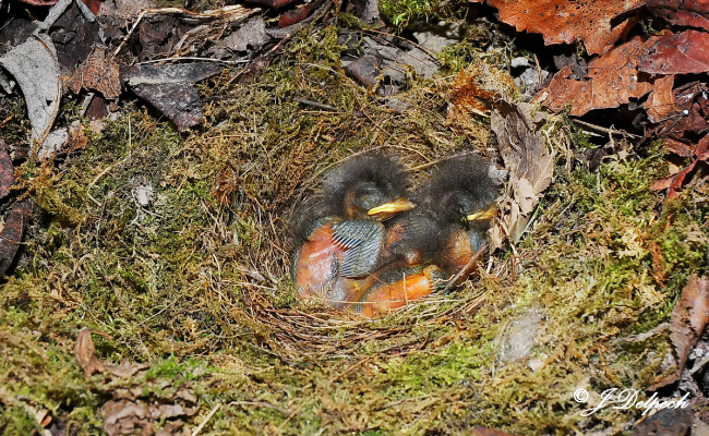 Les oiseaux pechabboliens, Jacques Delpech