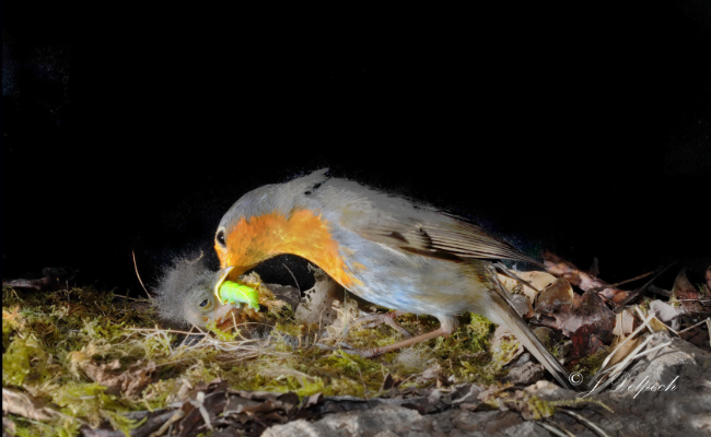 Les oiseaux pechabboliens, Jacques Delpech