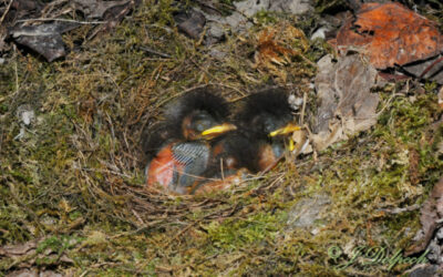 Les oiseaux pechabboliens S2-E4 Dans les coulisses du nid, Latouf, Mimi, Jojo et leurs secrets