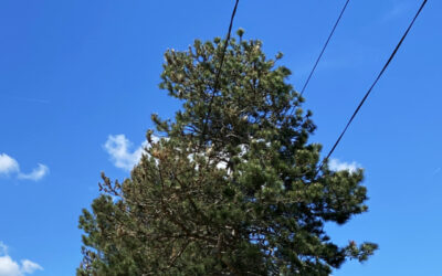 Élagage et réseaux aériens : chaque propriétaire a son rôle à jouer