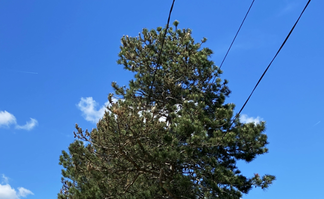 Élagage et réseaux aériens : chaque propriétaire a son rôle à jouer
