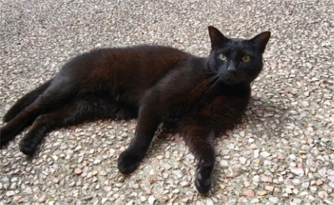 Chat noir