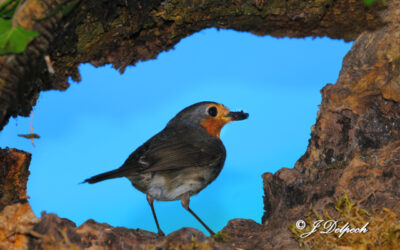 Les oiseaux pechabboliens S2-E6 Reviens, bébé reviens