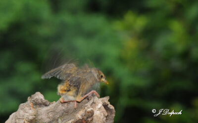 Les oiseaux pechabboliens S2-E7, on quitte le nid