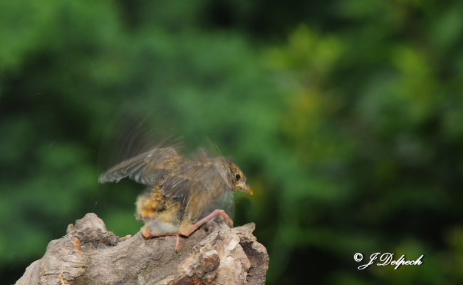 Les oiseaux pechabboliens S2-E7, on quitte le nid