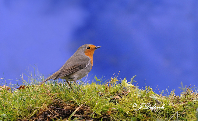 Les oiseaux pechabboliens S2-E8, revue de famille