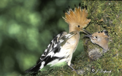 Les oiseaux de Pechabou et du Lauragais S3-E1