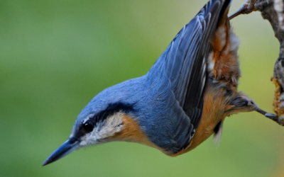 Les oiseaux de Pechabou et du Lauragais S3-E2 : la sitelle