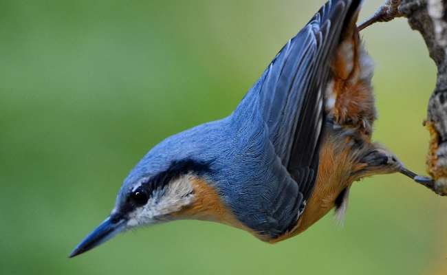 Les oiseaux de Pechabou et du Lauragais S3-E2 : la sitelle